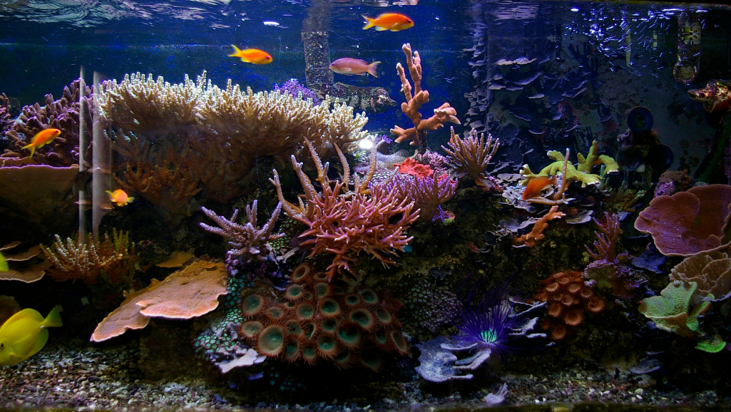 saltwater aquarium cycling process