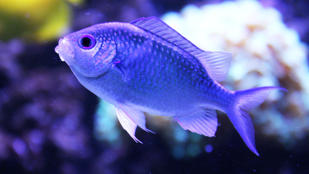small aquarium fish species
