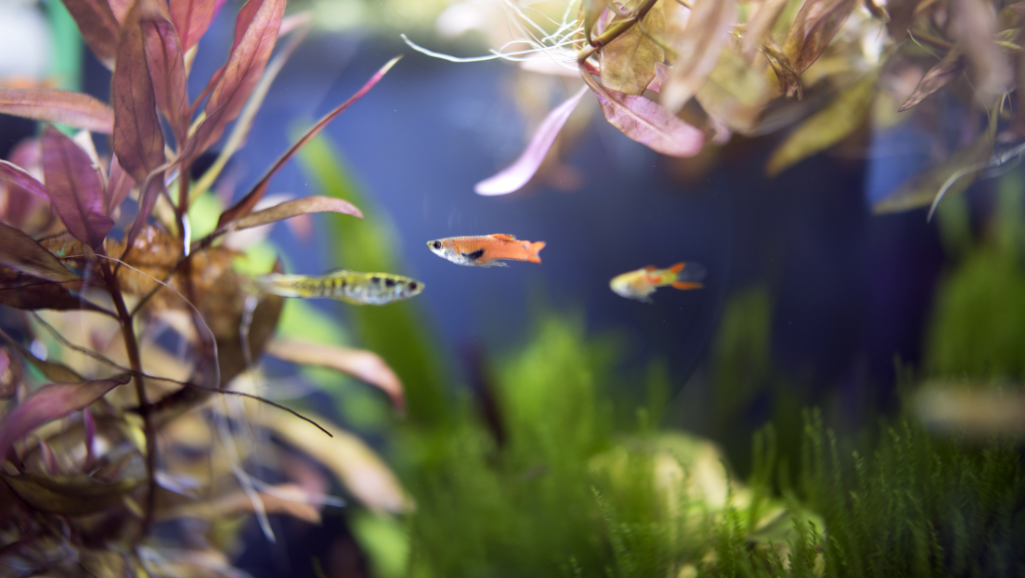 small livebearers range