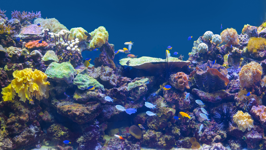 smart lighting for reef tanks