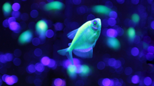 tetra fish tank filter