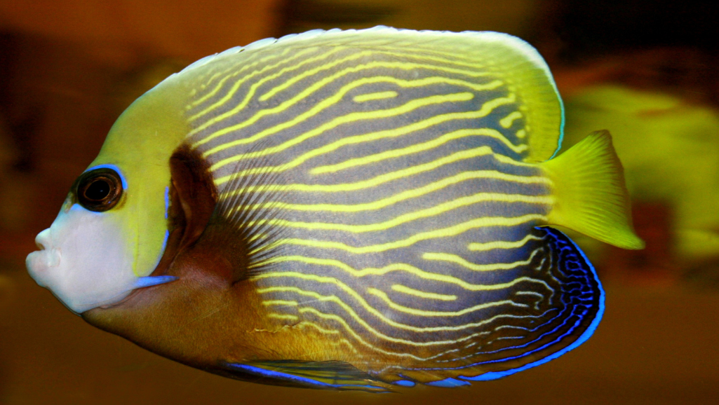 tropical fish care