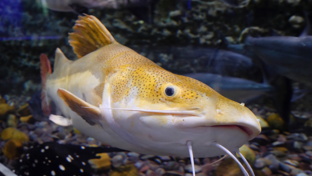 Complete Guide to Varieties of Fishes for Aquarium 1 varieties of fishes for aquarium