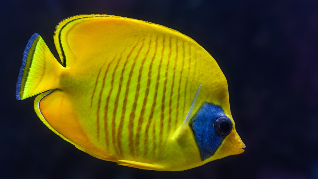 yellow aquarium water