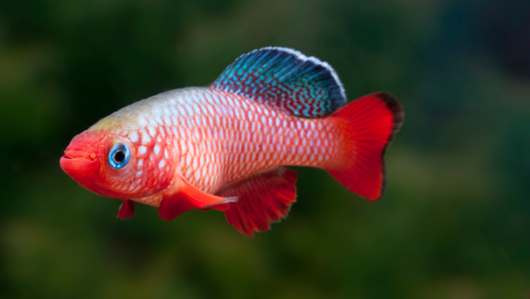 Yellow Aquarium Water: Quick Solutions for Clear Tanks 1 yellow aquarium water