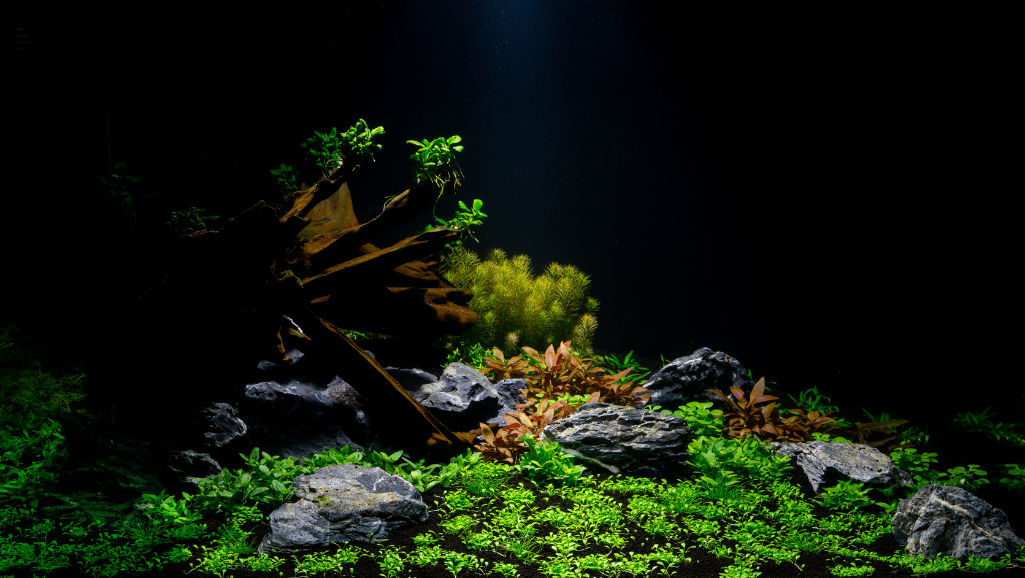 2 gallon aquarium kit with all accessories