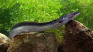 Electric Eel