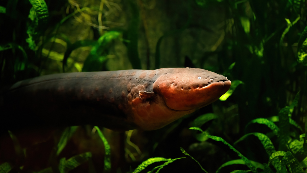 Electric-Eel-Electrocytes-Mechanism