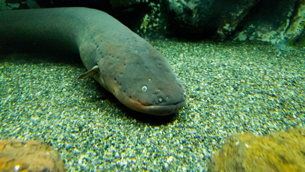 Electric Eel reproduction cycle