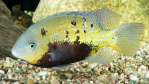 african cichlid tank