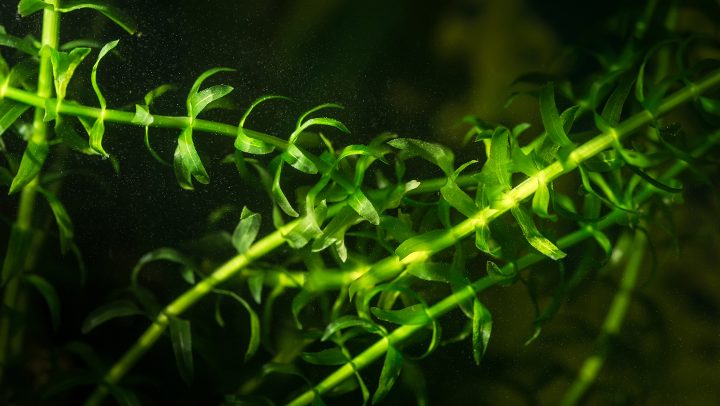 alternanthera reineckii mini alternanthera reineckii mini