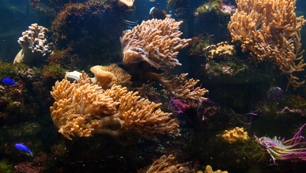 aquarium cycling process