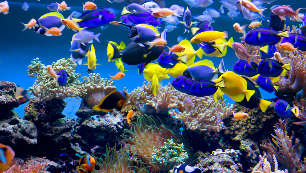 aquarium equipment