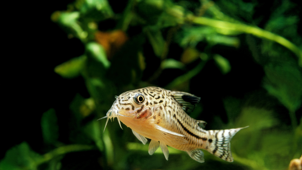 aquarium ornament