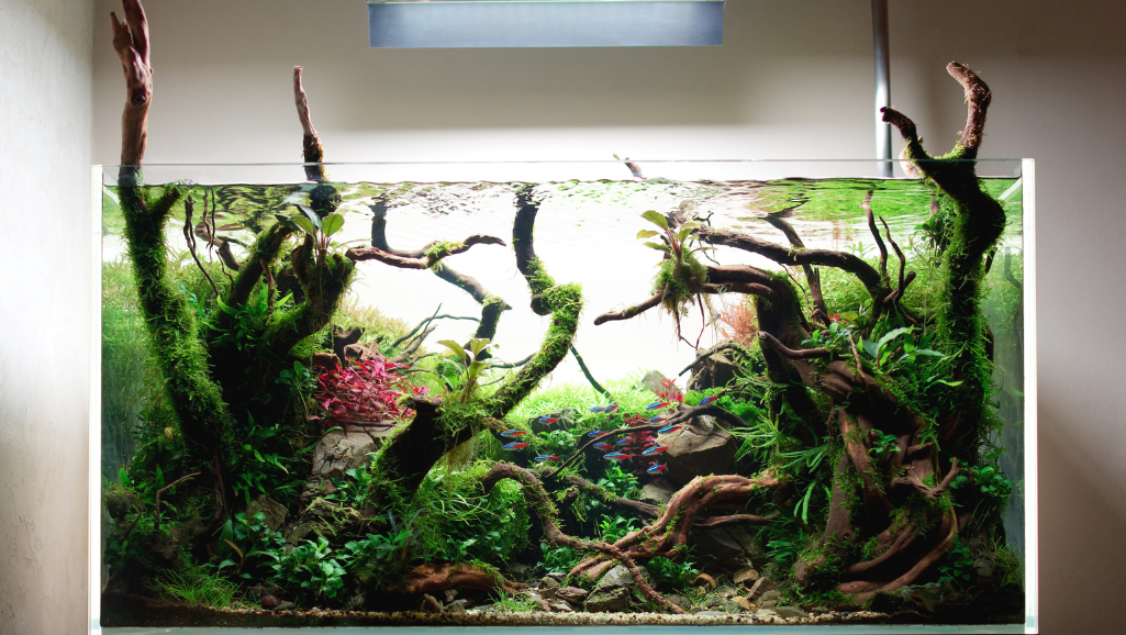 aquarium plant