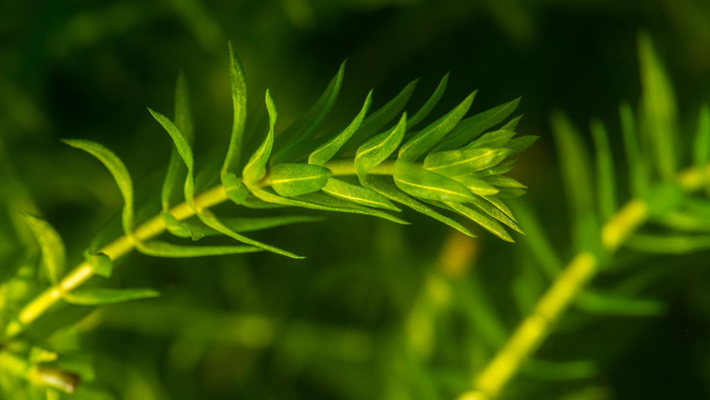 aquarium plant