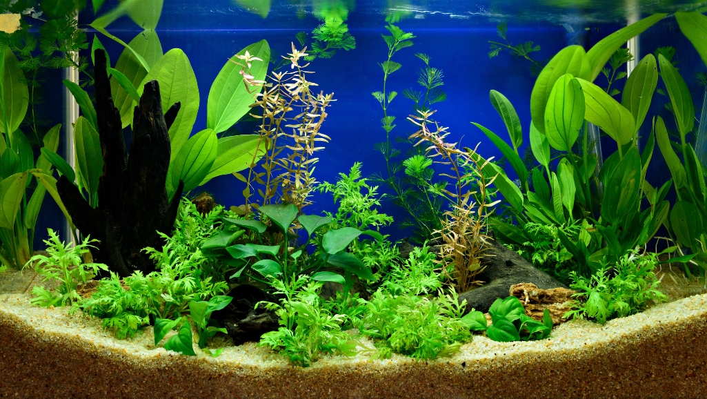 aquarium statue types