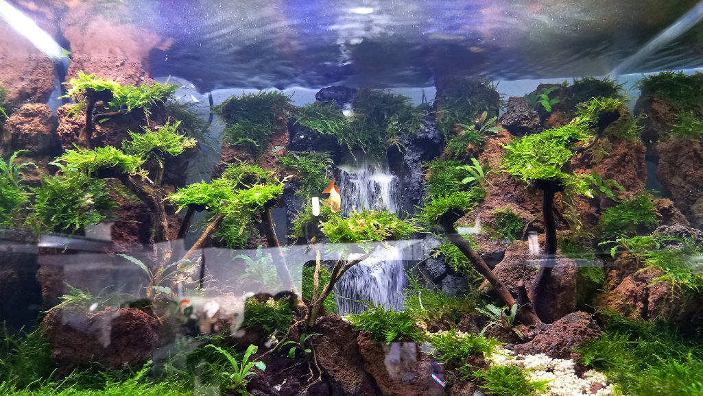 aquascaping styles