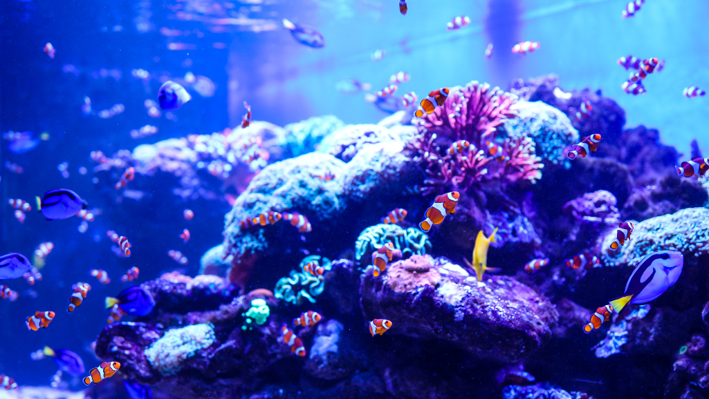 aquatic ecosystem planning