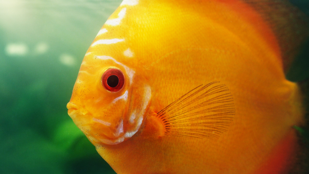 beginner fish care tips