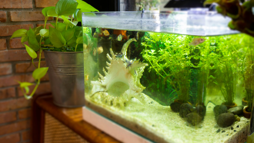 small tropical fish in a community tank
