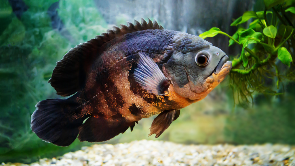 best freshwater fish food