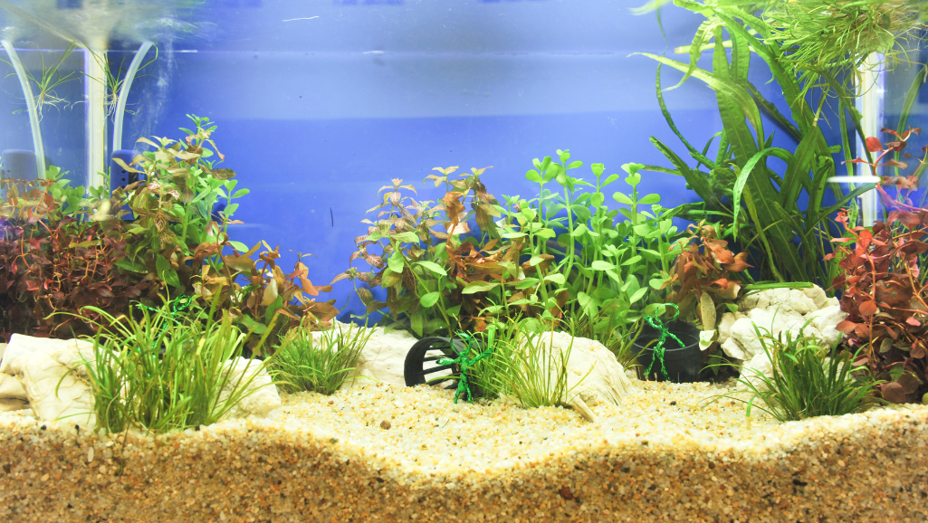 chemical control in aquarium