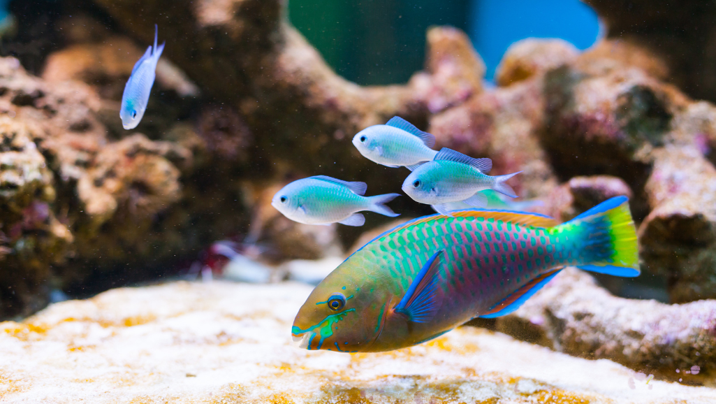 colorful aquarium statues