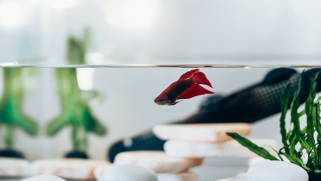 distilled water for fish tank