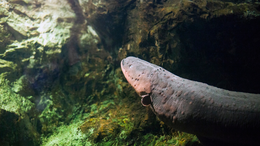 electric eel captive care