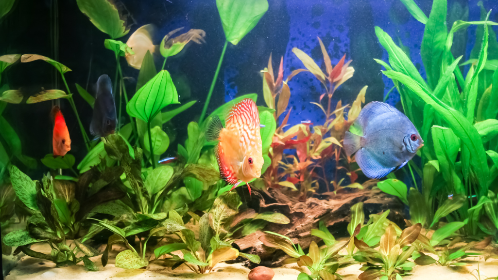 exotic aquarium pieces