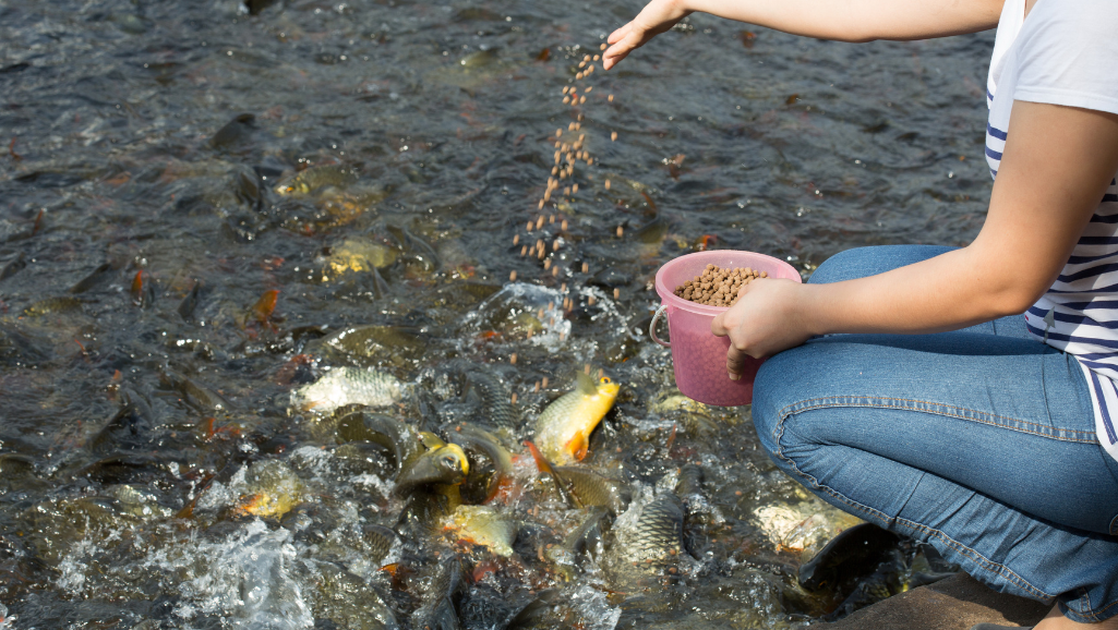 feeding fry and growing fish