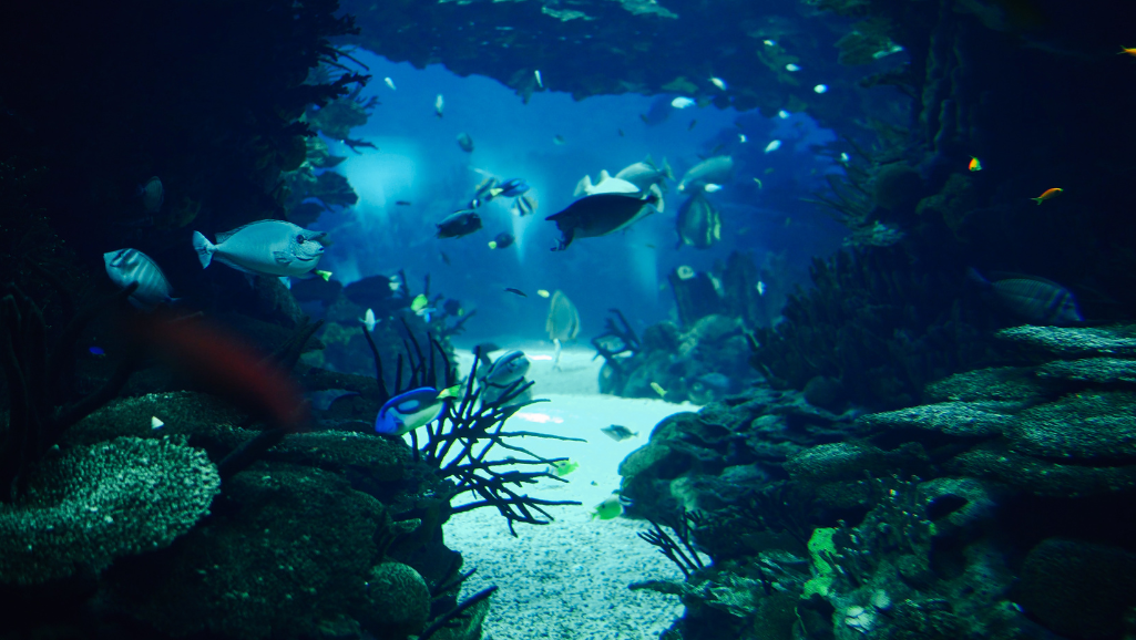 fish tank decoration