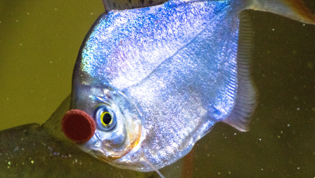 fish treats