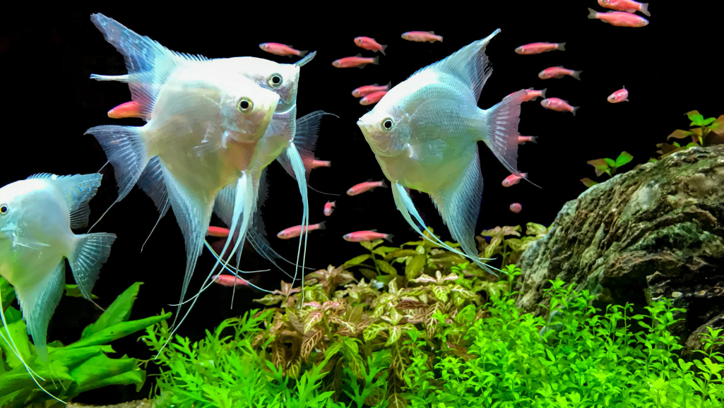 freshwater fish tank maintenance