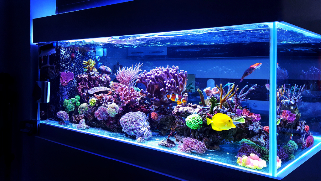 How Long to Cycle a New Fish Tank | Setup Guide 1 how long to cycle a new fish tank