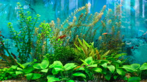 live aquarium plants