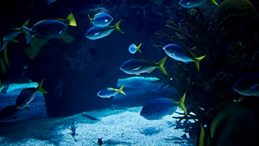 miniature fish species