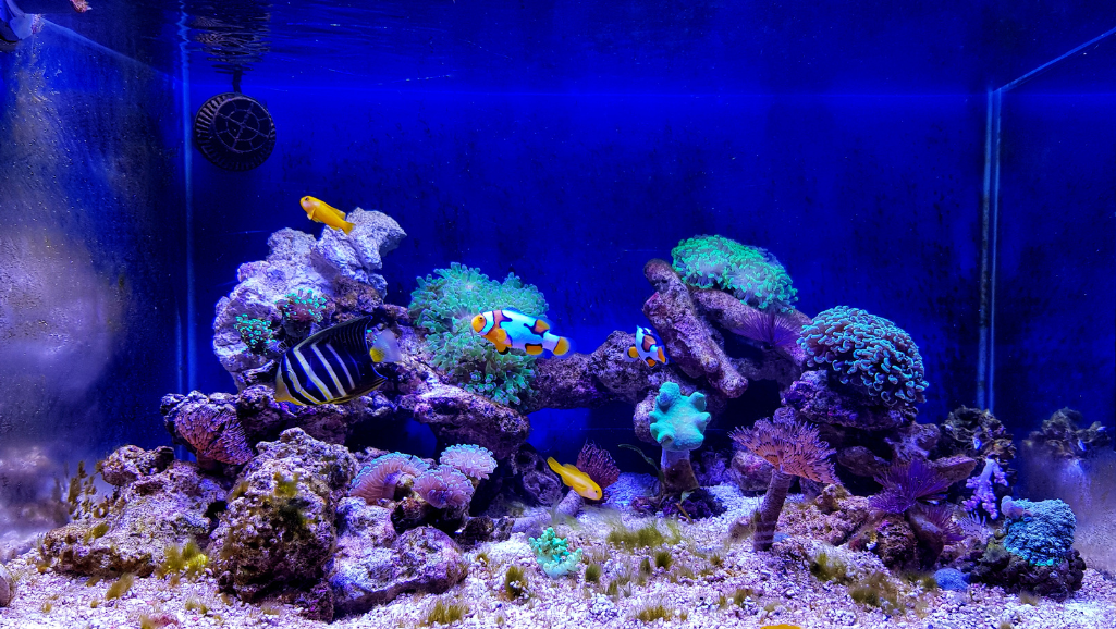 nano tank setup