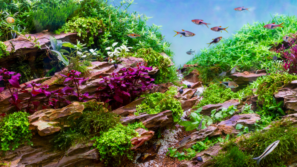 natural aquascape underwater ornaments