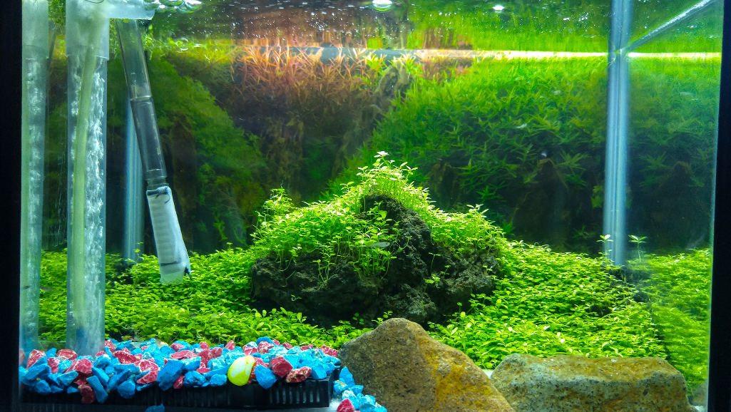 neon aquascape design