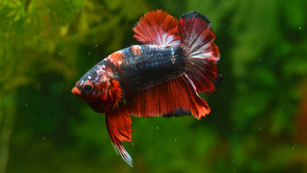 reverse osmosis for aquarium