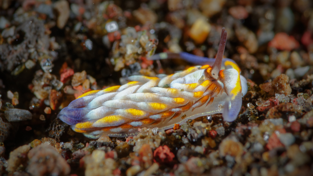 selecting the right species