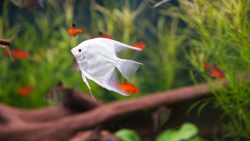 small fish tank starter kit