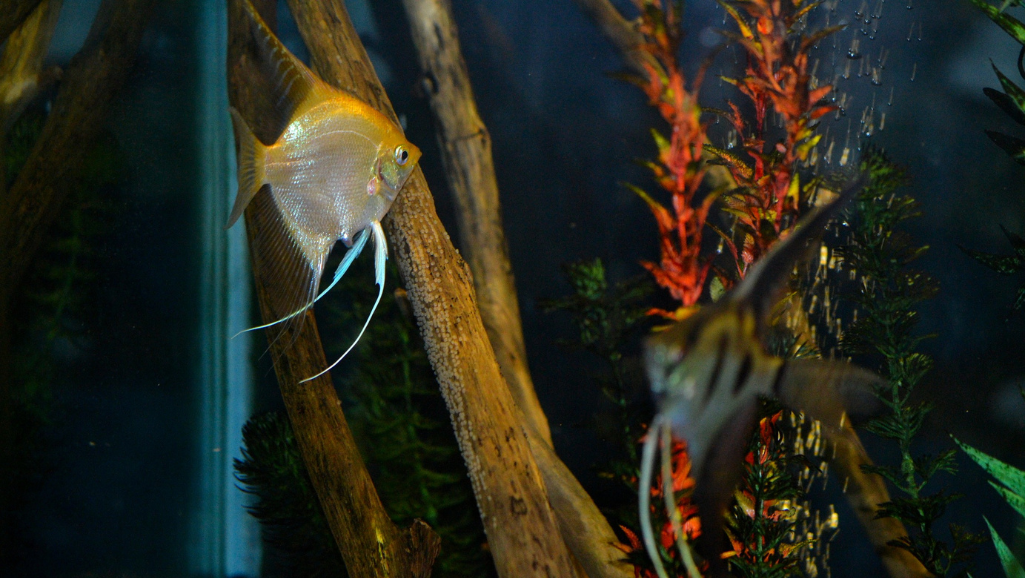 stress guard for freshwater fish