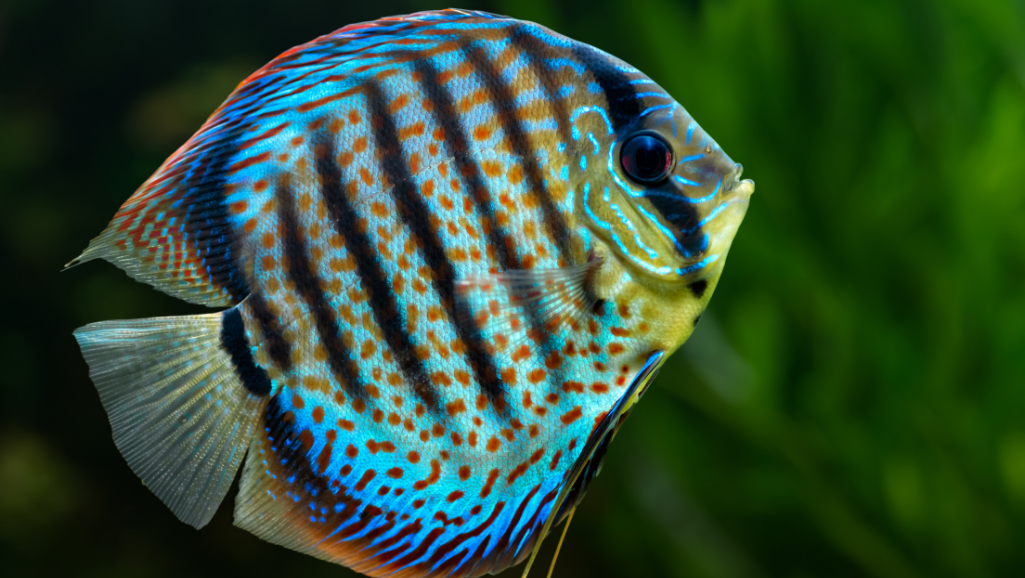 tropical fish care
