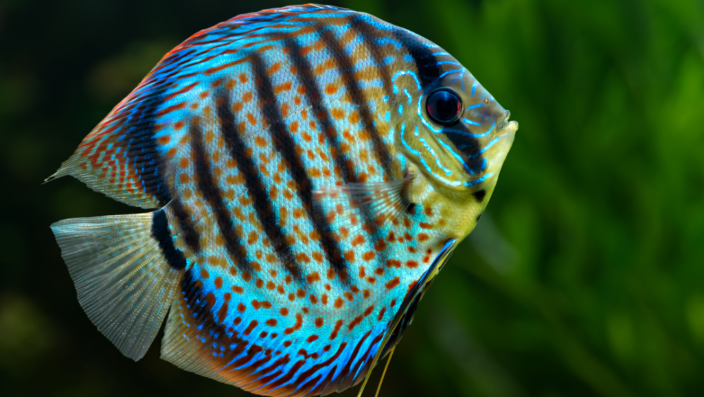 tropical fish starter kit