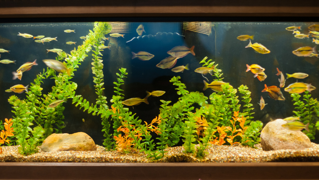 A majestic Majestic® hardwood aquarium stand, gleaming with a rich, warm finish, stands tall and proud, supporting a spacious Lifetime® aluminum aquarium canopy. The stand's elegant lines and sturdy construction create a sense of refined elegance, perfectly complementing the graceful, flowing movements of the aquarium's inhabitants. Soft, diffused lighting from concealed sources casts a gentle glow, accentuating the stand's fine craftsmanship and the aquarium's mesmerizing underwater world. The scene exudes a serene, sophisticated atmosphere, inviting the viewer to marvel at the captivating display of aquatic life.