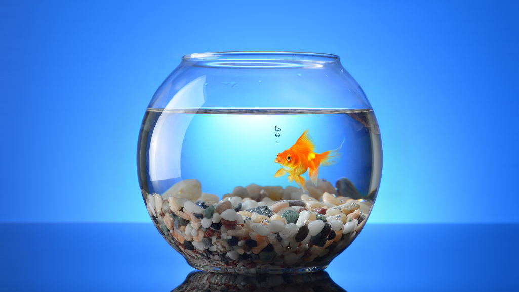2 Gallon Tank