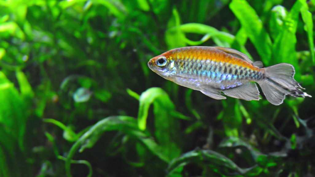 Aggression in Tetras